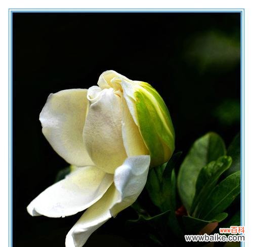 探秘栀子花的花语，传承栀子花的神话故事 栀子花的花语及神话故事