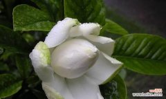 栀子花花语的意义及文化传承 栀子花的花语