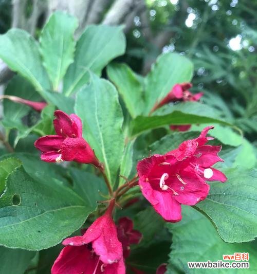 探寻锦带花的花语 锦带花的花语及其象征意义