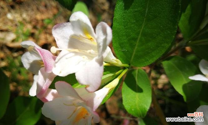 探寻锦带花的花语 锦带花的花语及其象征意义