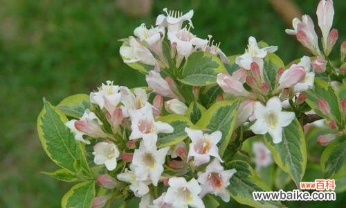 探寻锦带花的花语 锦带花的花语及其象征意义