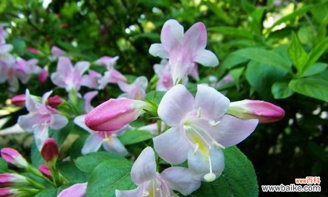 探寻锦带花的深层含义与象征 锦带花的花语与寓意