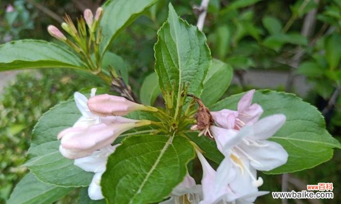 探寻锦带花的深层含义与象征 锦带花的花语与寓意