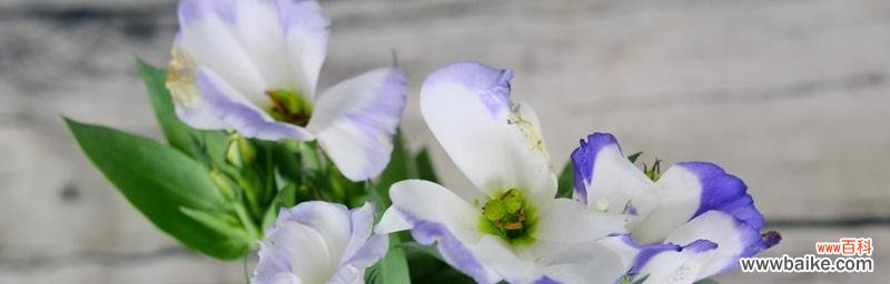 传递希望与纯洁的美 桔梗白色花语