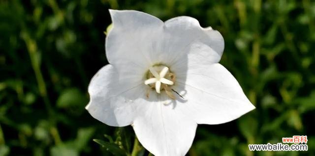 传递希望与纯洁的美 桔梗白色花语