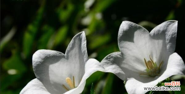传递希望与纯洁的美 桔梗白色花语