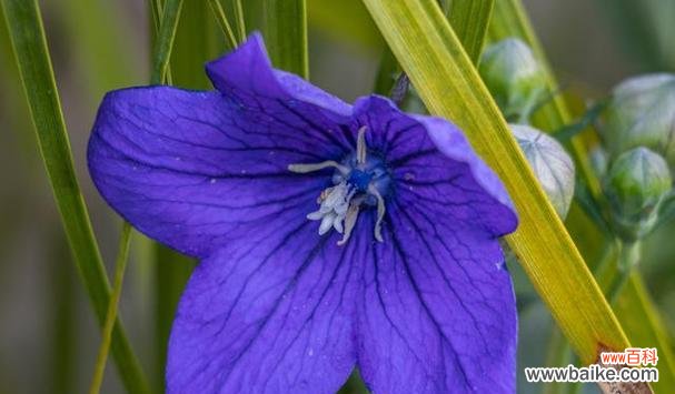 探寻桔梗花语的象征意义和文化传承 桔梗花语的深意与寓意