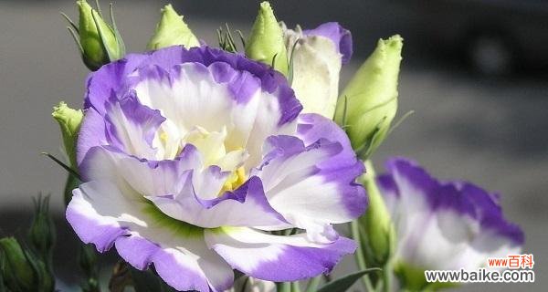 探寻桔梗花语的象征意义和文化传承 桔梗花语的深意与寓意