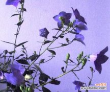 传递希望与坚韧的桔梗花 桔梗花的象征意义及其代表的情感