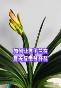 反季节开花的花寓意着什么？它们象征着什么？