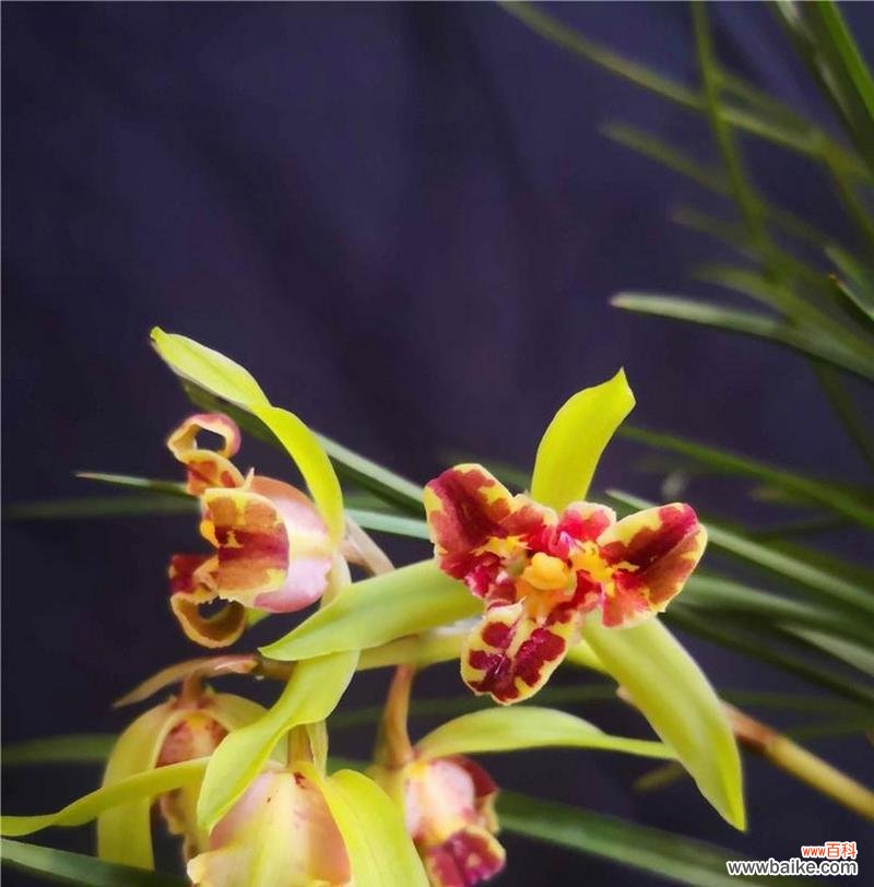 反季节开花的花寓意着什么?它们象征着什么?