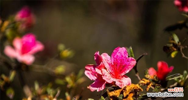 反季节开花的花寓意着什么?它们象征着什么?