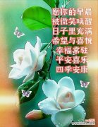 哪种花寓意健康和平安？健康平安的花语是什么？