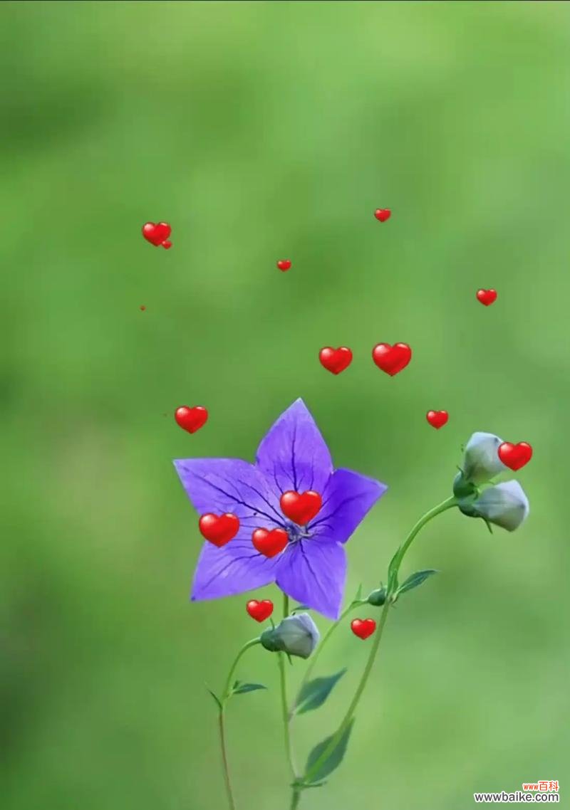 哪种花寓意健康和平安？健康平安的花语是什么？