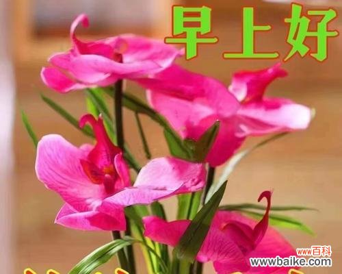 哪种花寓意健康和平安？健康平安的花语是什么？