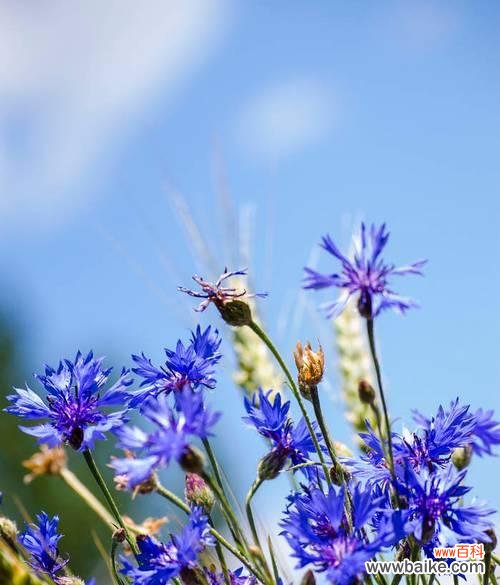 蓝色的花象征着什么？不同蓝色花卉的含义是什么？