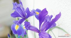 蓝色的花象征着什么？不同蓝色花卉的含义是什么？