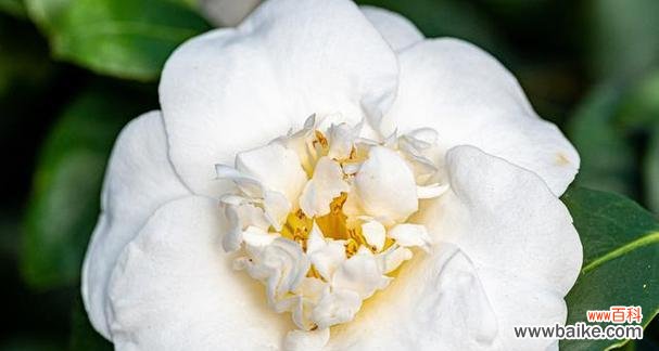 哪种白色花象征自由?它的花语和文化含义是什么?