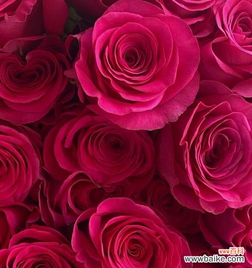 龙游梅红色代表什么花语?