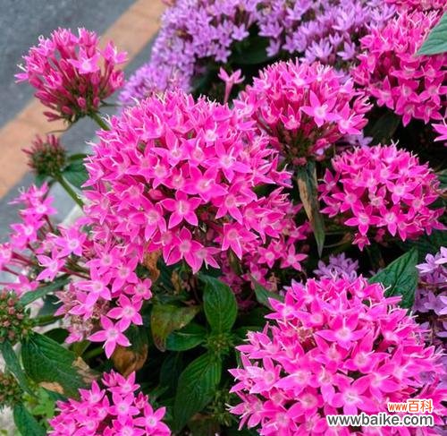 哪种花代表快乐？快乐意义的花卉有哪些？