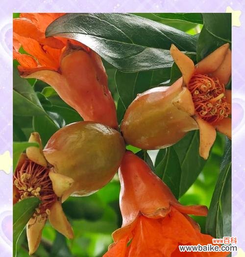 哪种花代表快乐？快乐意义的花卉有哪些？