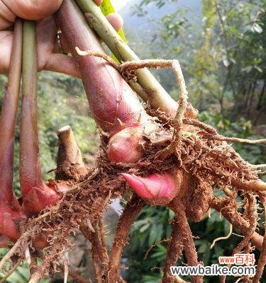 白色姜花代表什么？白色姜花的寓意有哪些？