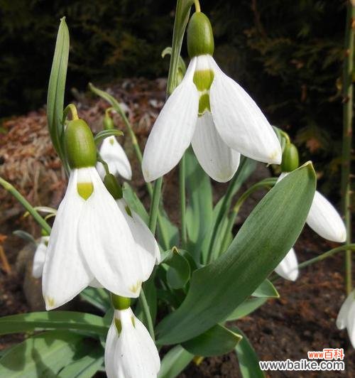 白色姜花代表什么？白色姜花的寓意有哪些？