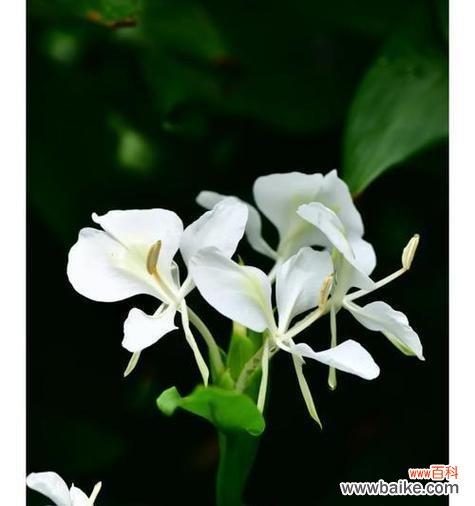 白色姜花代表什么？白色姜花的寓意有哪些？