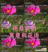 阳光和幸福在花语中代表什么？