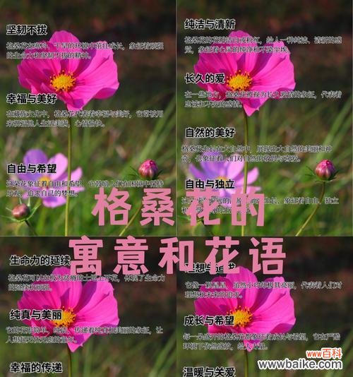 阳光和幸福在花语中代表什么？