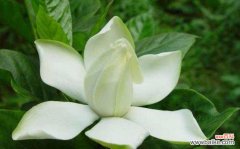 探寻栀子花的花语之谜 栀子花之真正花语