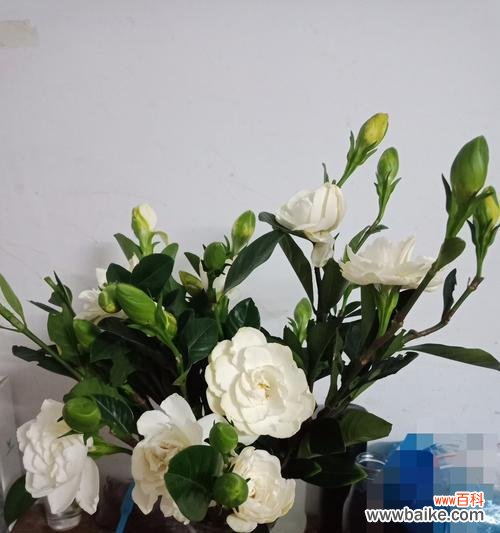 栀子花的十五种寓意与象征 栀子花花语及其象征意义