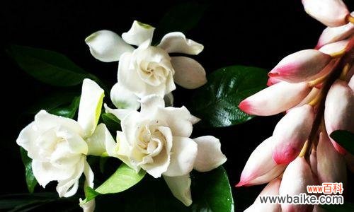 栀子花的十五种寓意与象征 栀子花花语及其象征意义