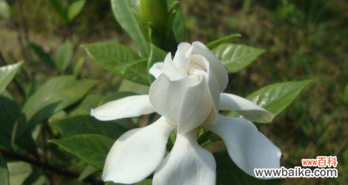 探索栀子花背后的美丽寓意 栀子花的花语和意义