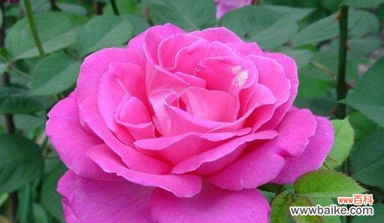 探索中国传统文化中花卉的独特象征 中国十大名花的象征意义