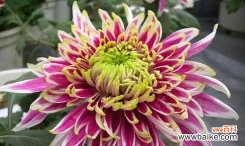 探索中国传统文化中花卉的独特象征 中国十大名花的象征意义