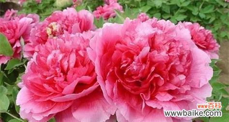 探寻牡丹的文化内涵与历史渊源 牡丹