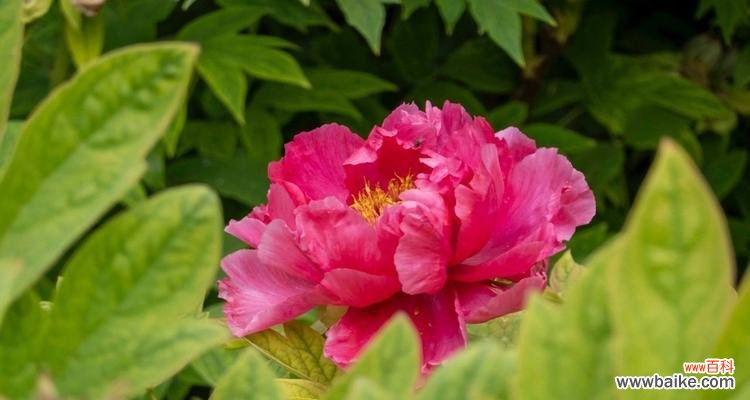 探寻牡丹的文化内涵与历史渊源 牡丹