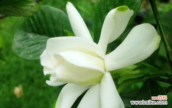 探索栀子花的花语与内涵 栀子花的意义与象征