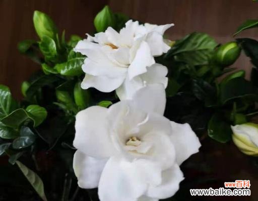 以栀子花开的寓意与象征意义 栀子花开