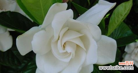 以栀子花开的寓意与象征意义 栀子花开