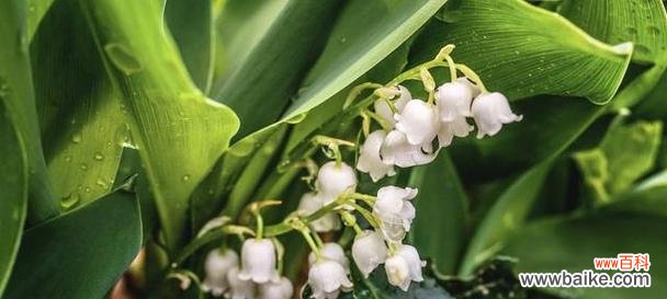 探索植物呼吸的奥秘，了解其重要性 植物的呼吸作用