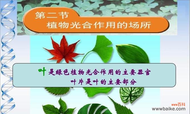 探索植物呼吸的奥秘，了解其重要性 植物的呼吸作用