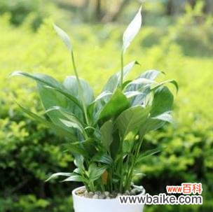 探秘白掌花的神秘力量 植物白掌的花语及寓意