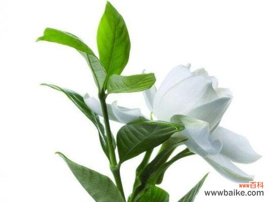 追寻自由与真爱的象征之花 栀子花的寓意——美丽与纯洁的象征