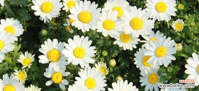 探寻以皱菊的神秘内涵，揭示其花语之美 以皱菊的花语及其象征意义