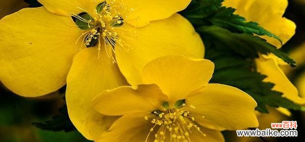 美丽的花朵传递着浪漫与坚定的爱情誓言 重瓣棣棠花的花语——爱情的承诺