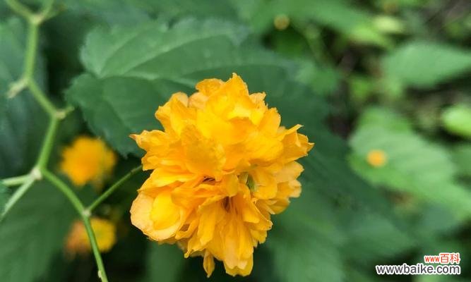 美丽的花朵传递着浪漫与坚定的爱情誓言 重瓣棣棠花的花语——爱情的承诺