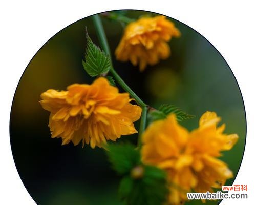 美丽的花朵传递着浪漫与坚定的爱情誓言 重瓣棣棠花的花语——爱情的承诺