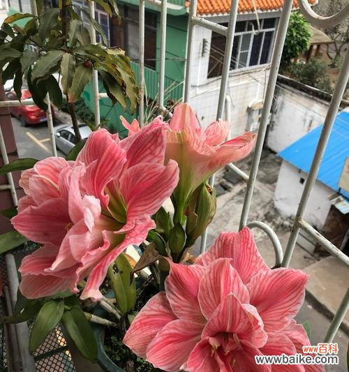 探寻朱顶红花语的深意 朱顶红花语与寓意